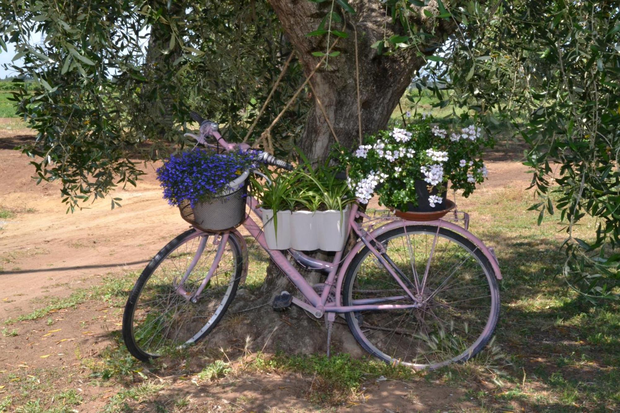 Hotel La Mimosa à Bolgheri Extérieur photo